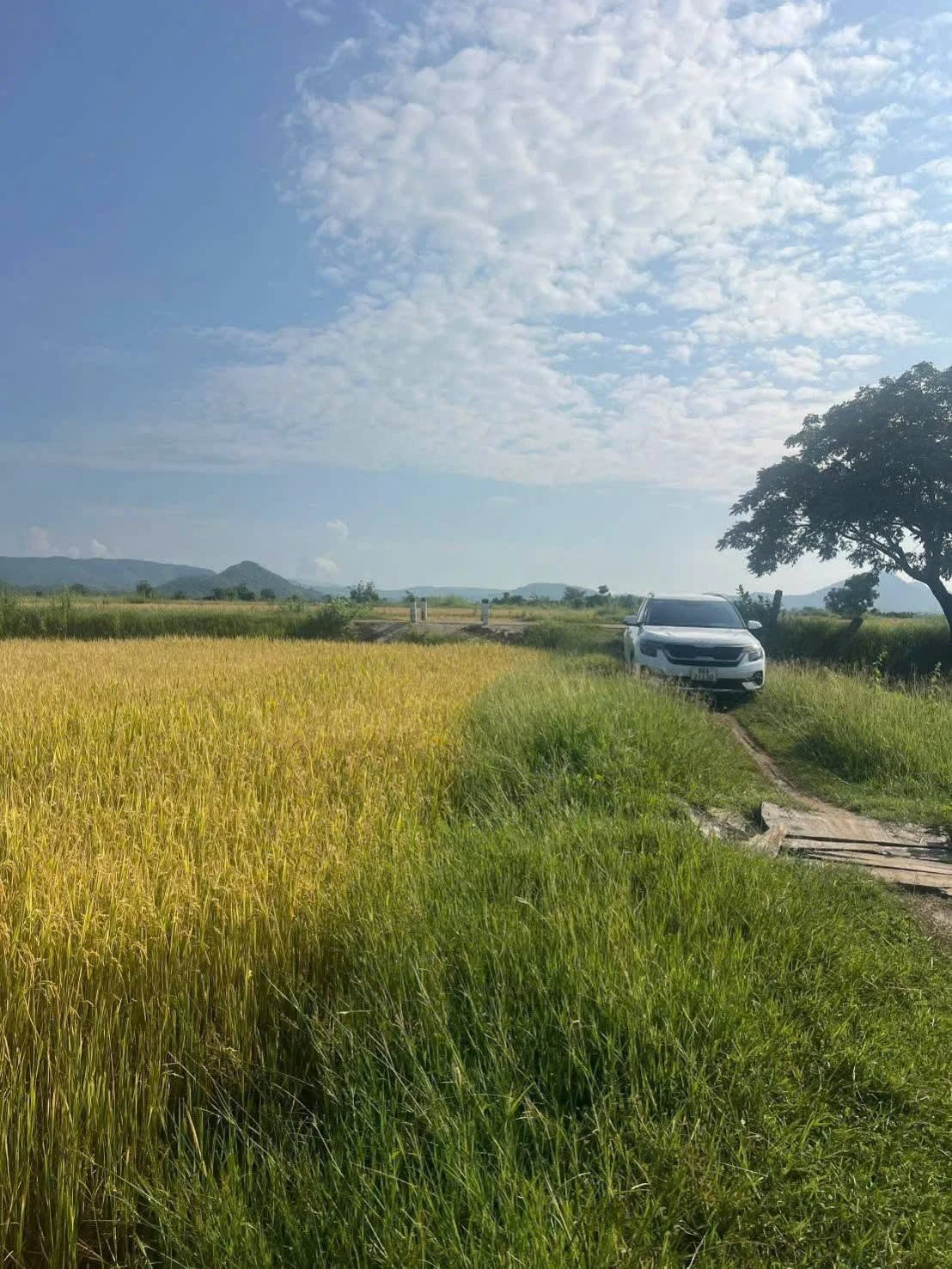 Bán đất cây trồng 3 sào tại Hàm Phú, Hàm Thuận Bắc - Ảnh 1