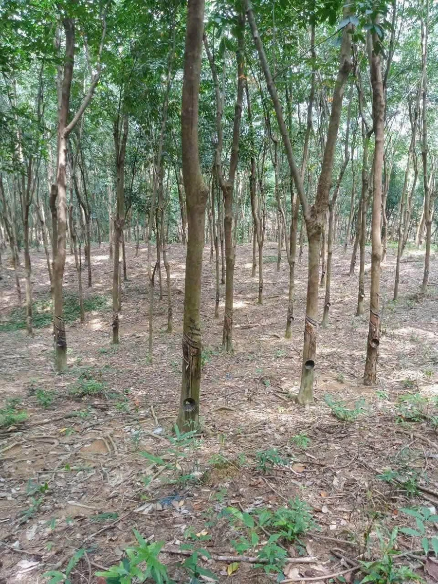Đất cao su ~1 hecta Phú Riềng 1 tỷ - Ảnh thu nhỏ 2
