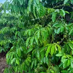 Bán 2ha đất vườn cà phê tại Đăk Jrang, Mang Yang, Gia Lai giá 3 tỷ - Ảnh thu nhỏ 5