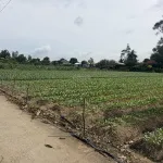 Bán đất cây lâu năm tại Cồn Bà Hoà Xã Bình Thạnh Huyện Châu Thành AG - Ảnh thu nhỏ 14