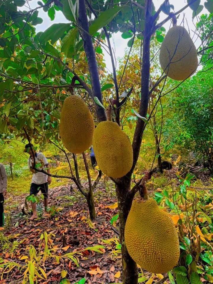 Bán 1 sào đất trái cây Phú Vinh Đồng Nai 549 triệu - Ảnh thu nhỏ 5