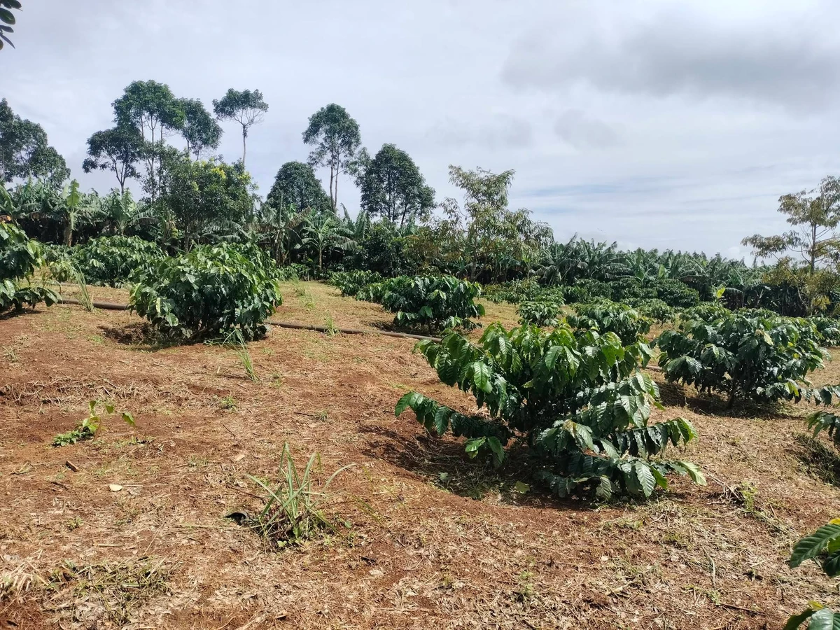 Bán 1,5ha đất vườn cà phê Lộc Bắc, Bảo Lâm - Ảnh thu nhỏ 2