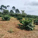 Bán 1,5ha đất vườn cà phê Lộc Bắc, Bảo Lâm - Ảnh thu nhỏ 2