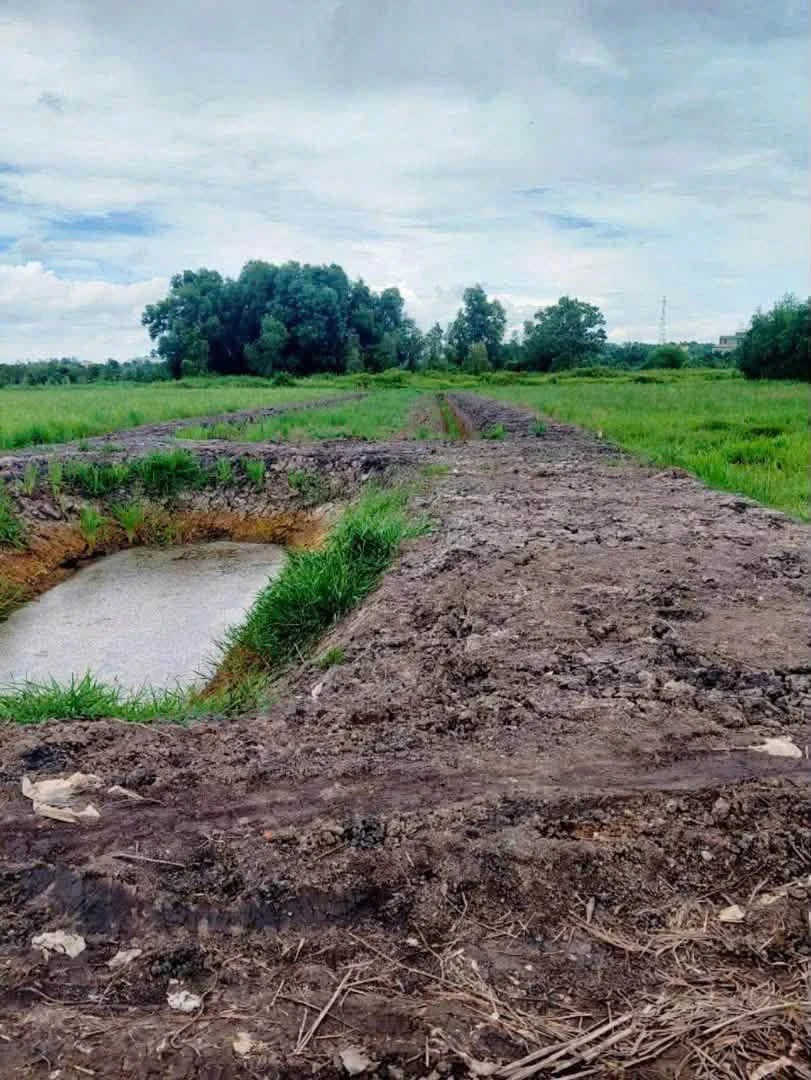 Bán đất vườn cây lâu năm 1.059m2 tại Phú An, gần cầu Ông Cộ - Ảnh thu nhỏ 3