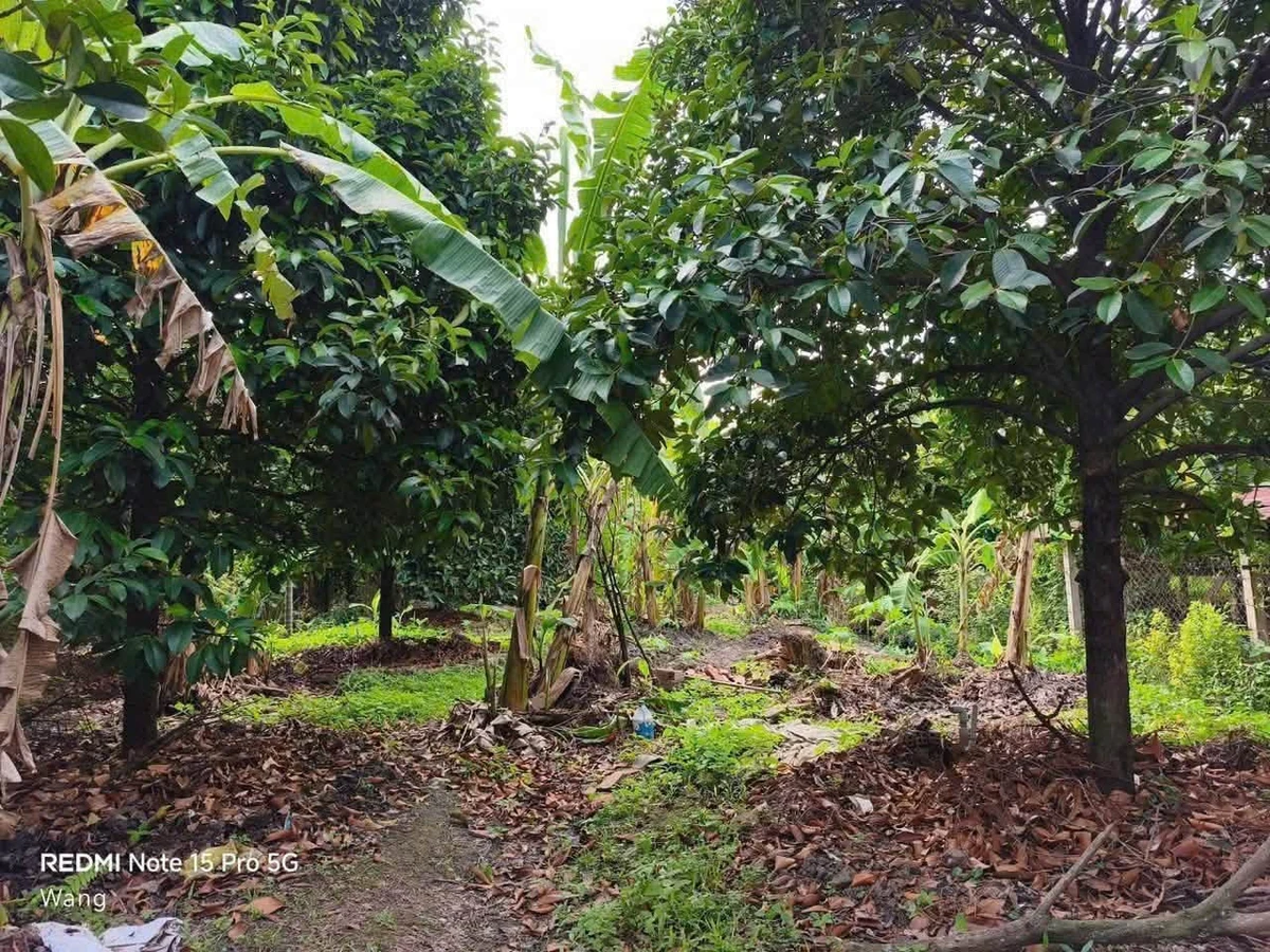 Bán đất vườn An Sơn mặt tiền 1.190 m2, giá 8 triệu/m2 - Ảnh thu nhỏ 5