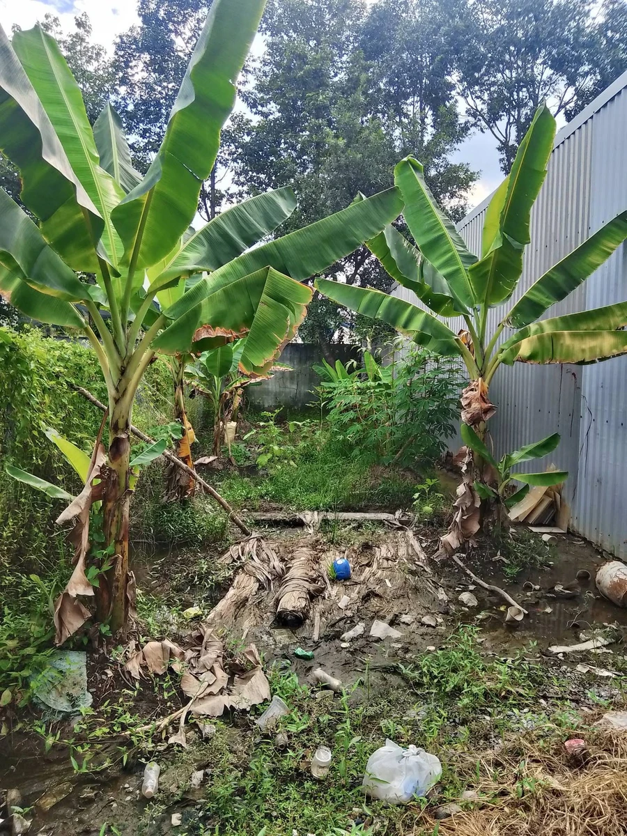 Bán đất 100m2 An Thạnh Bến Lức giá 800 triệu - Ảnh 1