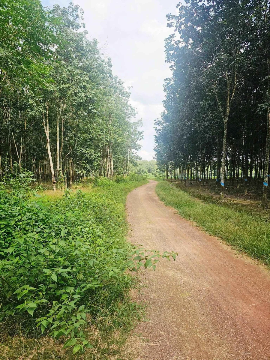 Bán đất cao su 2.3 ha mặt tiền 100m Tân Lợi Đồng Nai - Ảnh thu nhỏ 3