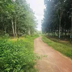 Bán đất cao su 2.3 ha mặt tiền 100m Tân Lợi Đồng Nai - Ảnh thu nhỏ 3