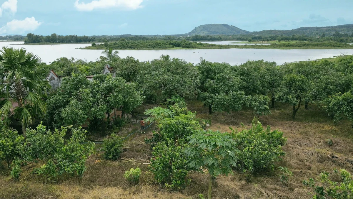 Bán đất vườn view hồ Trị An 1.178m² Định Quán - Ảnh thu nhỏ 3