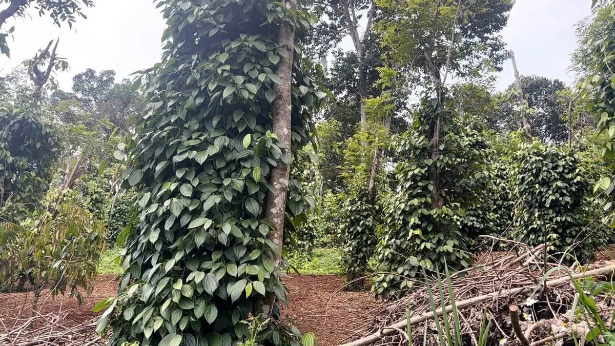 Bán 2 hecta đất rẫy Đắk Nông 2 tỷ 500 triệu - Ảnh thu nhỏ 4