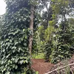 Bán 2 hecta đất rẫy Đắk Nông 2 tỷ 500 triệu - Ảnh thu nhỏ 4