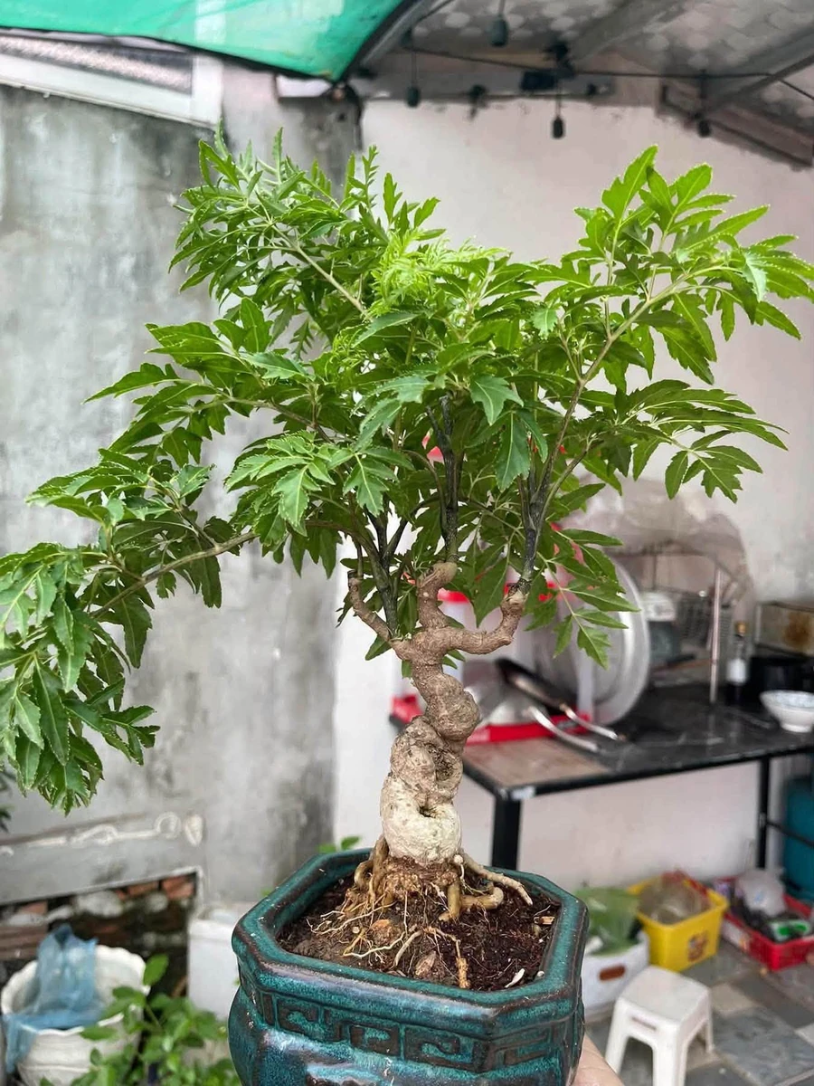 Bán nhà 174m² full thổ cư Thái Hòa Tân Uyên 3,6 tỷ - Ảnh thu nhỏ 4