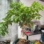 Bán nhà 174m² full thổ cư Thái Hòa Tân Uyên 3,6 tỷ - Ảnh thu nhỏ 4