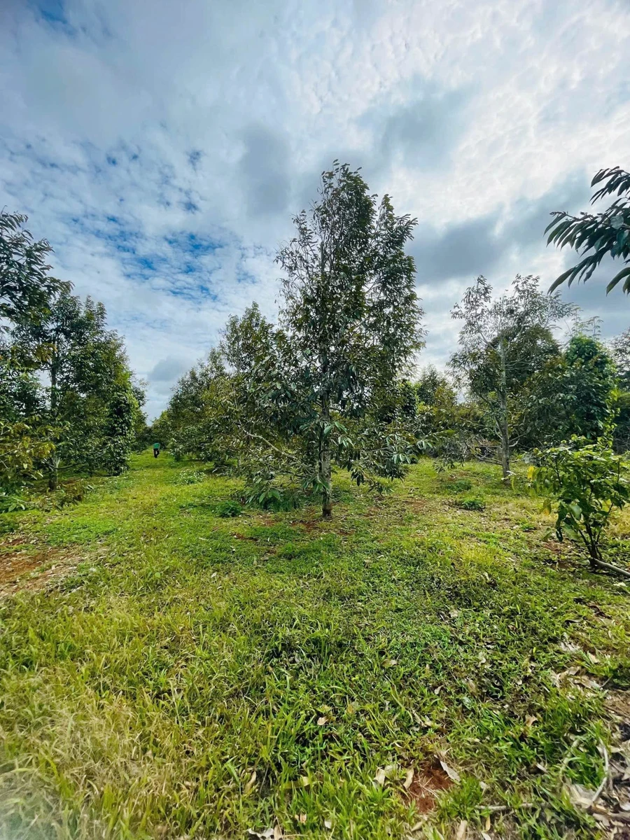 Bán đất vườn 2800m² Phường Tân An Nhà Bè, 5.5 tỷ - Ảnh thu nhỏ 2