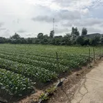 Bán đất cây lâu năm tại Cồn Bà Hoà Xã Bình Thạnh Huyện Châu Thành AG - Ảnh thu nhỏ 2