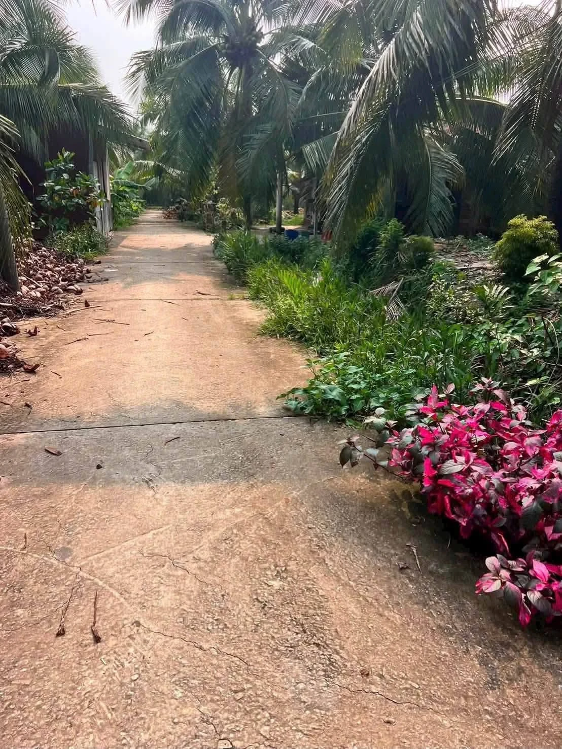 Bán 1.300m2 đất vườn dừa giá 1,1 tỷ tại xã Châu Hưng, Vĩnh Long - Ảnh 1
