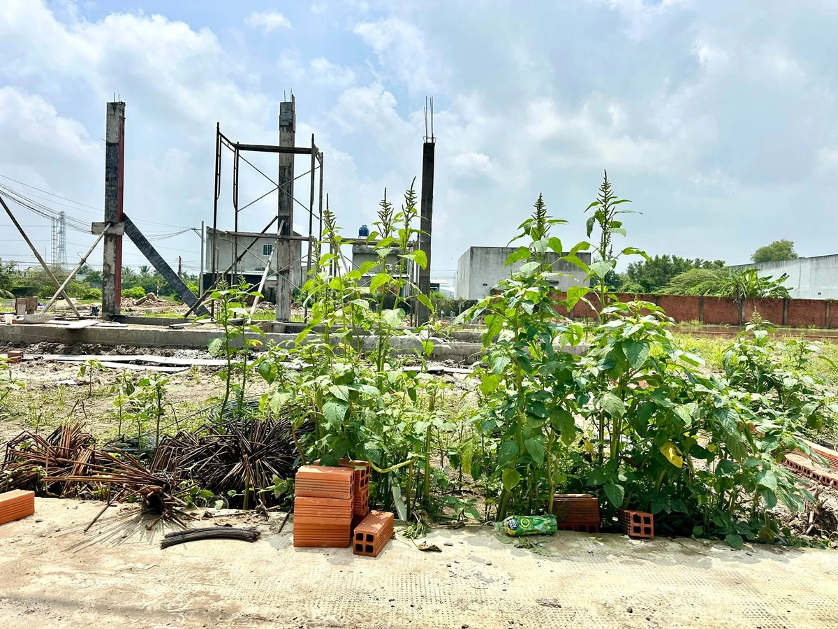 Bán đất nền sổ riêng 105m2 Mỹ Lộc, Tây Ninh (Phước Lâm, Cần Giuộc cũ) giá 780 triệu - Ảnh thu nhỏ 4