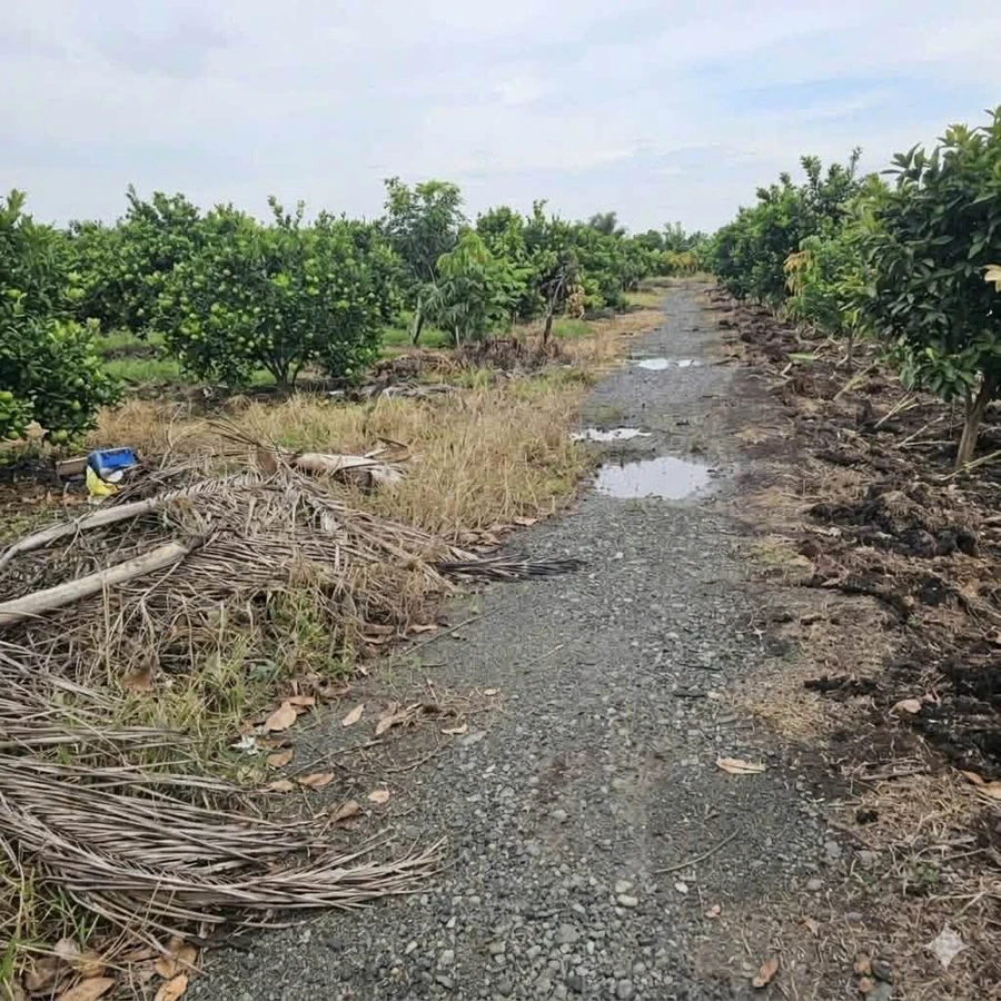 Bán 500m² đất vườn xã Tân Thành, huyện Thủ Thừa, Long An giá 280 triệu - Ảnh thu nhỏ 2