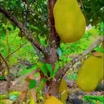 Bán 1 sào đất trái cây Phú Vinh Đồng Nai 549 triệu - Ảnh thu nhỏ 4