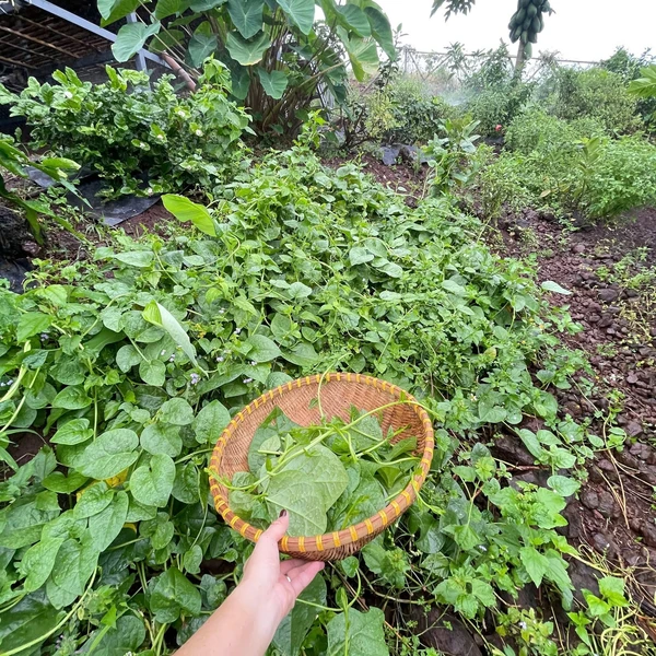Bán đất Vườn La Ngà 1000m² view sông 580 triệu