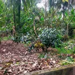 Bán đất vườn dừa 4.000m² mặt tiền Phước Long, Vĩnh Long - Ảnh thu nhỏ 2