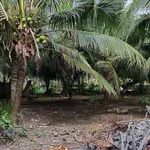 Bán đất nền mặt tiền Phước Thạnh 1 công - Ảnh thu nhỏ 4
