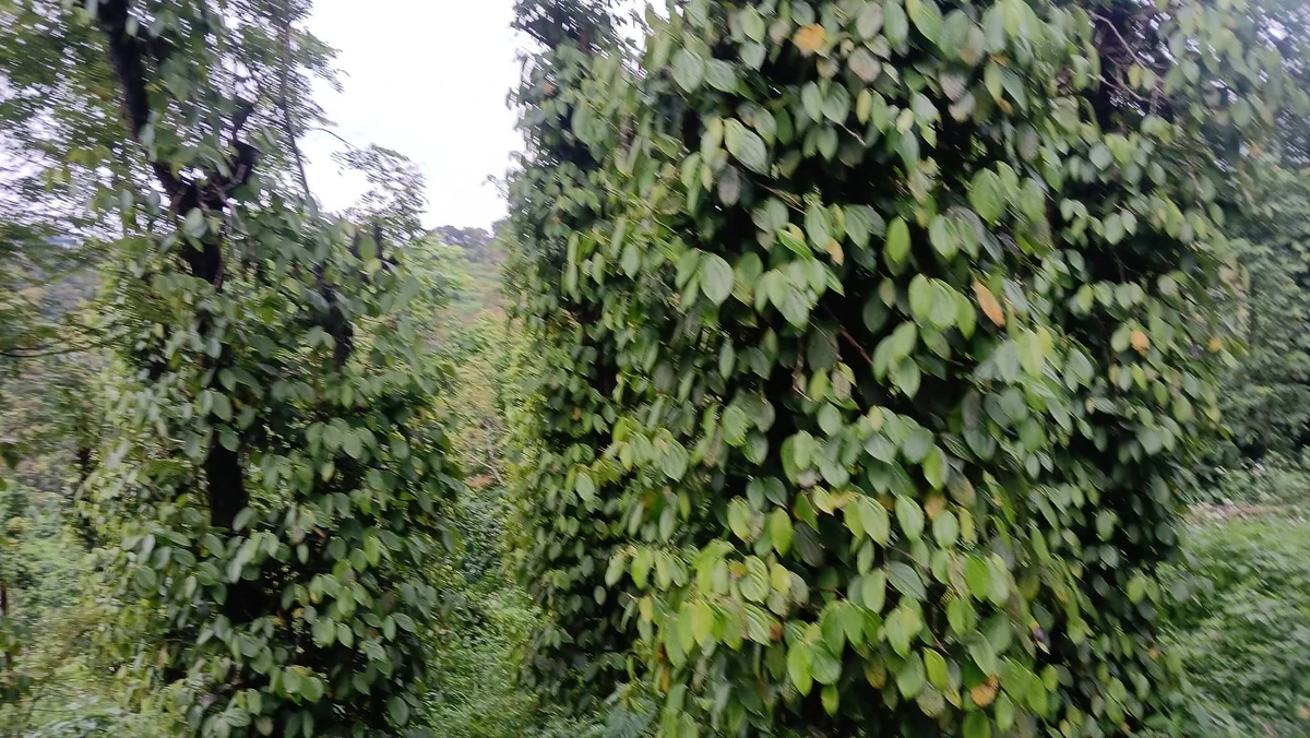 Bán đất 1ha Tuy Đức Lâm Đồng 1,3 tỷ - Ảnh thu nhỏ 5