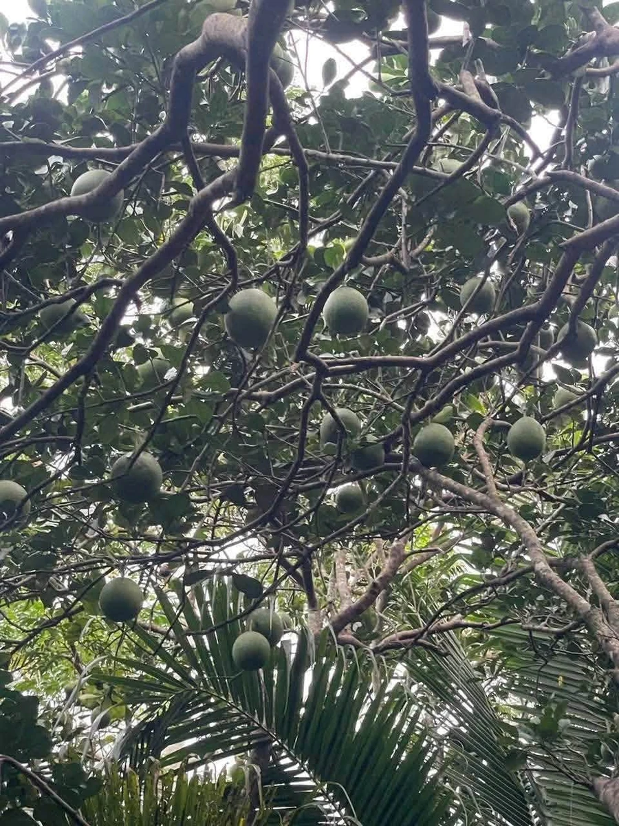 Bán vườn bưởi 3,3 công Châu Thành Bến Tre - Ảnh thu nhỏ 5