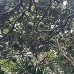 Bán vườn bưởi 3,3 công Châu Thành Bến Tre - Ảnh thu nhỏ 5