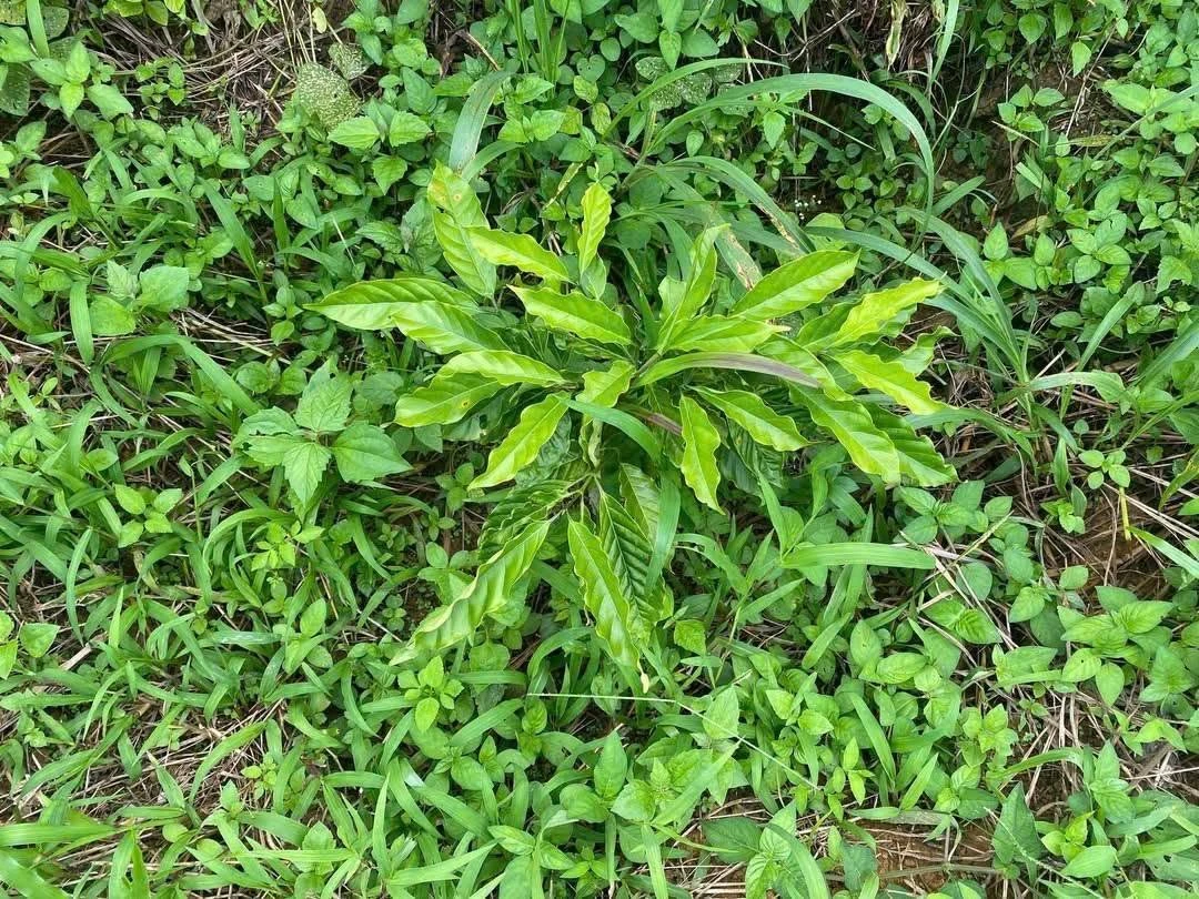 Bán đất 8 hectare Bảo Lâm Lâm Đồng 900 triệu - Ảnh thu nhỏ 3