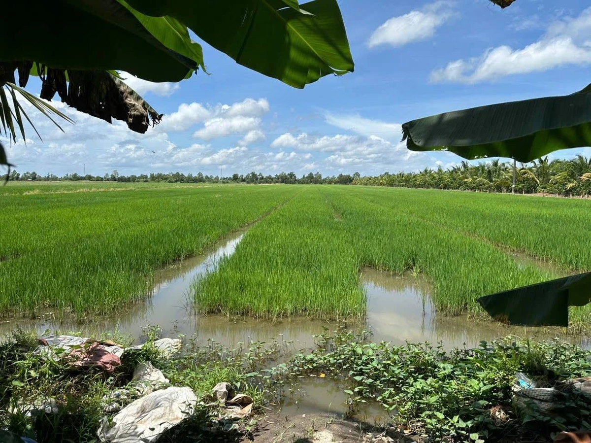 Bán 32 công đất ruộng Bình Tân Vĩnh Long, mặt tiền 69m - Ảnh thu nhỏ 3