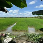 Bán 32 công đất ruộng Bình Tân Vĩnh Long, mặt tiền 69m - Ảnh thu nhỏ 3