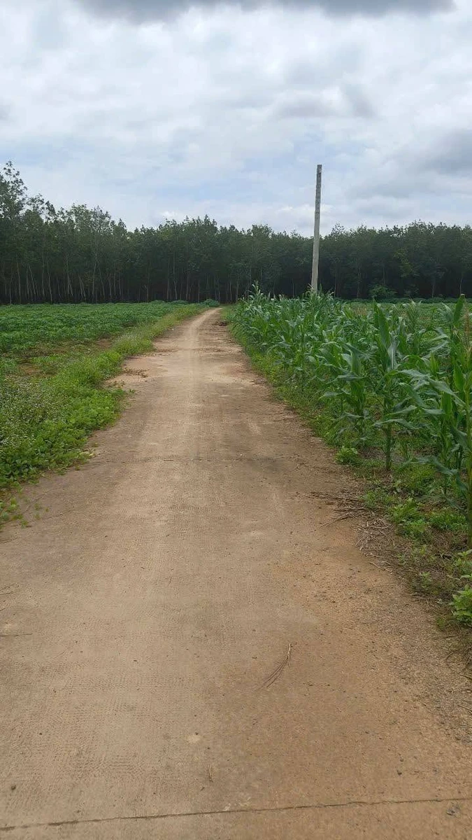 Bán đất 1000m2 mặt tiền Thuận Lợi Đồng Phú 200 triệu - Ảnh thu nhỏ 2