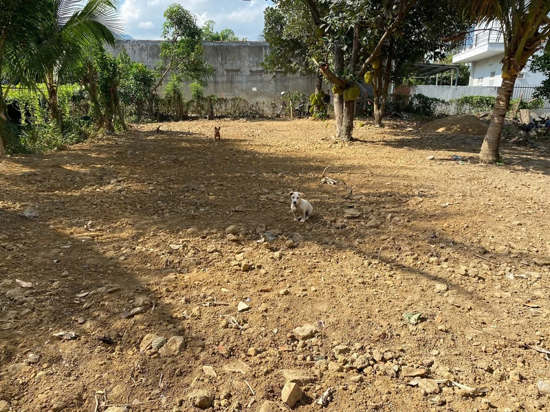 Bán đất làm nhà vườn 270,8m² ngang 9,47m giá 2,95 tỷ tại Diên Khánh, Khánh Hòa