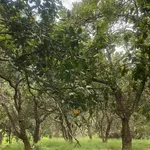 Bán 3,1 ha đất vườn điều tại Phú Trung, Bình Phước giá 3 tỷ 6 - Ảnh thu nhỏ 2