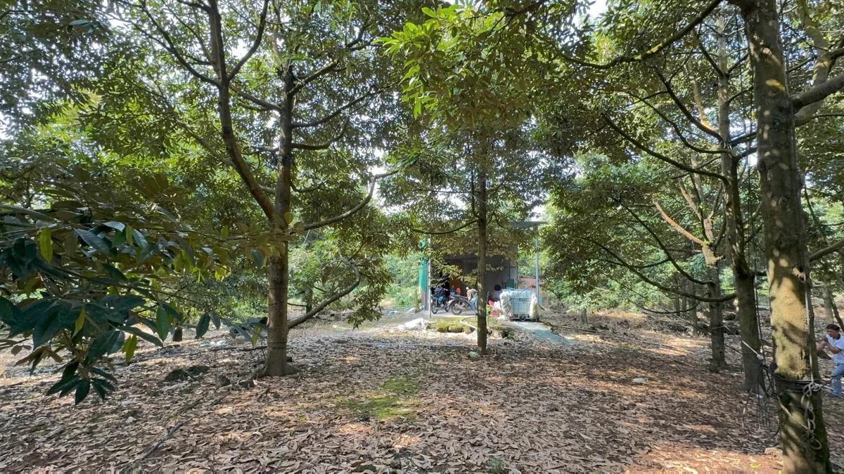 Bán đất vườn sầu riêng 4.000m² Tân Phú, Đồng Nai 3,2 tỷ - Ảnh thu nhỏ 2