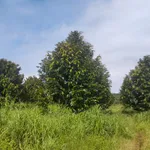 Bán đất vườn sầu riêng 2,3 ha Bình Chánh 6,5 tỷ - Ảnh thu nhỏ 1