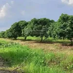 Bán đất tại Tân Hội, Vĩnh Long 3,5 tỷ, 2849m2, có 100m2 đất ở, view đẹp, chính chủ - Ảnh thu nhỏ 10