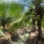 Bán đất vườn dừa và ruộng 11 công, Xã Phong Thạnh, Vĩnh Long - Ảnh thu nhỏ 3