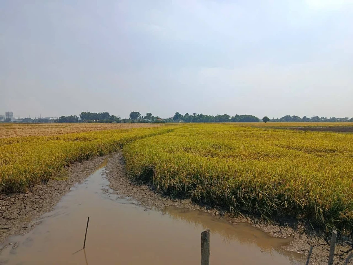 Bán 1 mẫu đất lúa Tây Ninh gần Cầu Dừa 1 tỷ 5 - Ảnh thu nhỏ 5