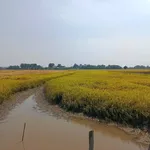 Bán 1 mẫu đất lúa Tây Ninh gần Cầu Dừa 1 tỷ 5 - Ảnh thu nhỏ 5