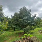 Bán đất Phú Riêng Bình Phước 400m2 giá 2 tỷ - Ảnh thu nhỏ 5