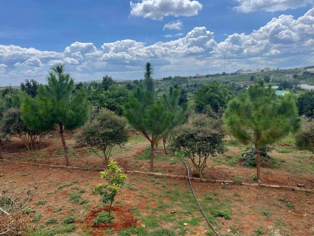 Bán đất 600m² Nam Ban Mê Linh cũ 1 tỷ 3 - Ảnh thu nhỏ 3