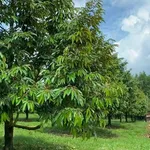 Bán vườn sầu riêng 2 hecta, Phú Lâm, Đồng Nai, 11 tỷ - Ảnh thu nhỏ 4