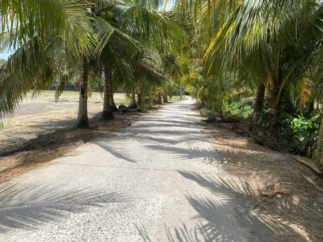 Bán đất ruộng 16 công mặt tiền kinh, Phong Thạnh, Vĩnh Long - Ảnh 1