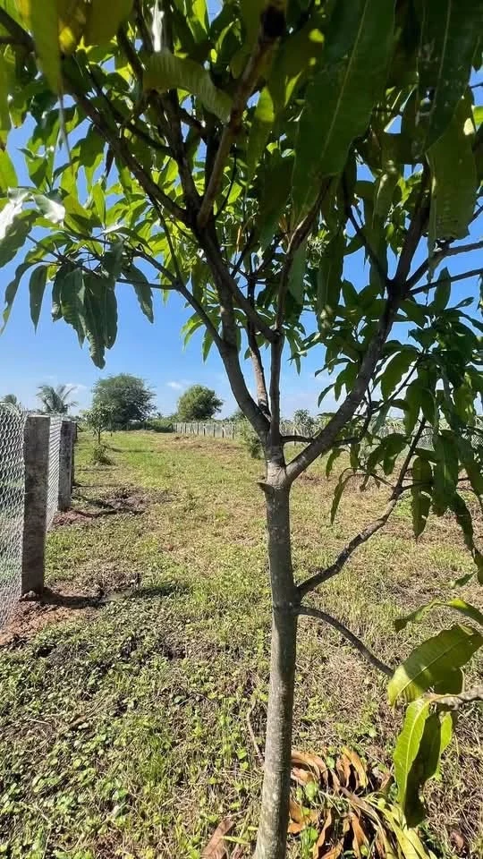 Bán đất 900m² Hàm Liêm Phan Thiết, 479 triệu - Ảnh thu nhỏ 3