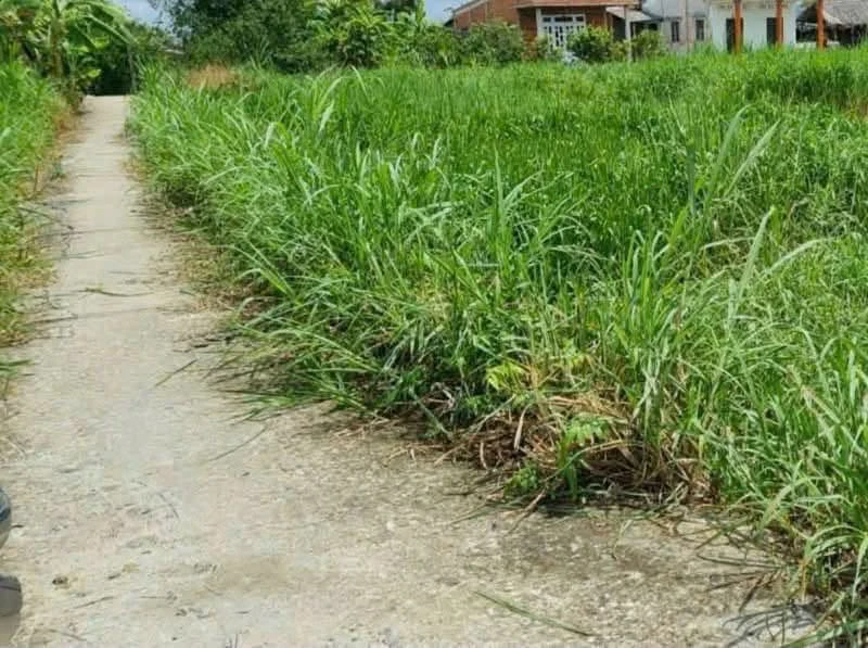 Bán đất lúa có thổ cư 897m² Cần Giờ, giá 1 tỷ 6 - Ảnh 1