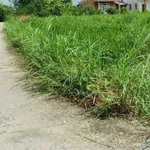 Bán đất lúa có thổ cư 897m² Cần Giờ, giá 1 tỷ 6 - Ảnh thu nhỏ 1