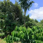 Bán đất trồng sầu riêng gần 1 ha Quảng Phú CưM'gar Đắk Lắk - Ảnh thu nhỏ 4