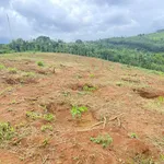 Bán đất vườn 1,5 ha ở Đắk Nông giá 1,6 tỷ/ha - Ảnh thu nhỏ 2